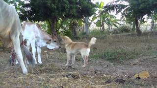 Dog plays with calf