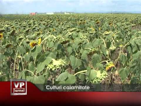Culturi calamitate