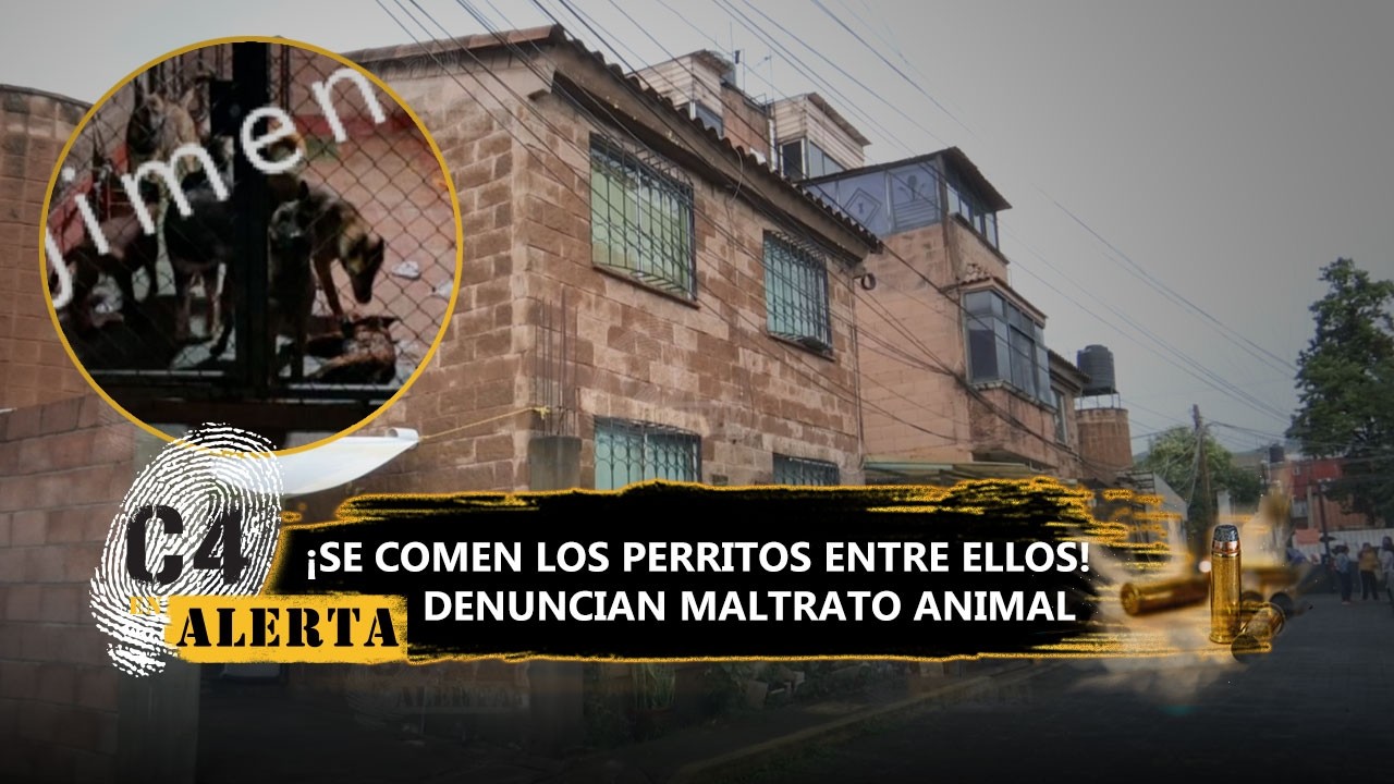 Captan a perritos abandonados dentro de una casa en Ixtapaluca; vecinos piden ayuda