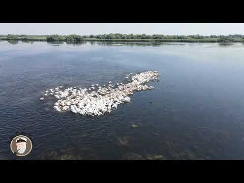 Colonie de pelicani la masa intr-un lac in Delta Dunarii.Large group of pelicans in the Danube Delta