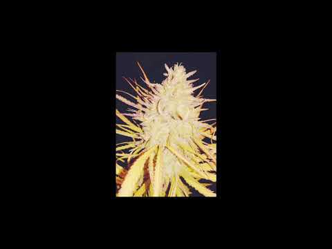 MANI MARO X BIGGI3 - KUSH VIBES ( INÉDITA )