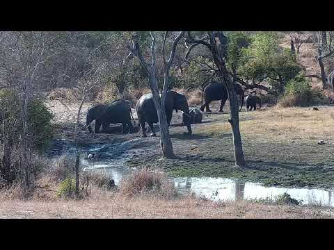 Djuma: Two or three groups of Elephants drink-some wallow in the mud - 15:18 - 08/19/21