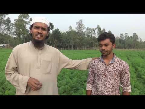 গাজর চাষে কৃষক রমিজের সফলতার হাতছানি