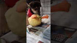 Video preview image #1 Labrador Retriever-Miniature Pinscher Mix Puppy For Sale in San Diego, CA, USA