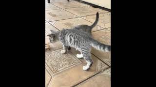 Brazilian Shorthair Cats Videos