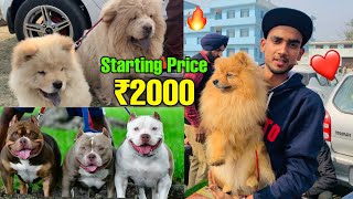 Cheapest Dogs Market In india | Wholesale/Retail | Pitbull,American Bully,Lhasa,  Suraj chauhan