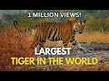 Largest Tiger In The World