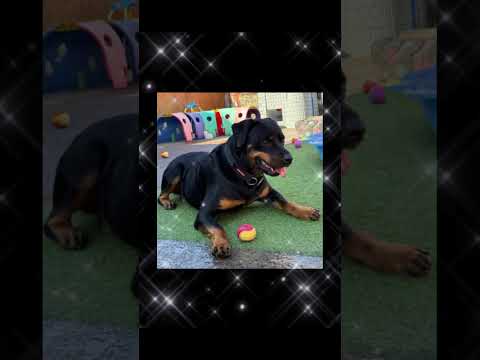 #dogvideos #dog @geoentertainment602 @MashaBearRUSSIAN @MasterBuilders #trending #poe