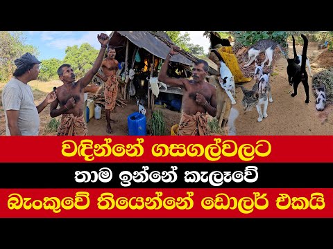 වඳින්නේ ගසගල්වලට | තාම ඉන්නේ කැලෑවේ | බැංකුවේ තියෙන්නේ ඩොලර් එකයි