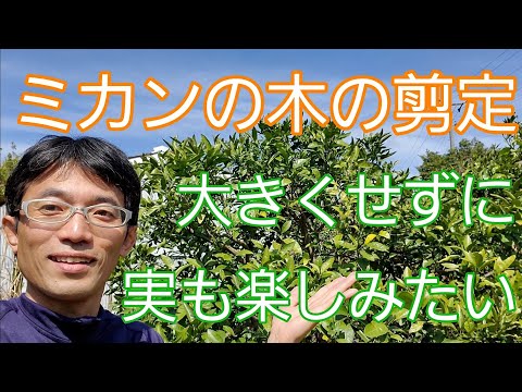 園芸 柑橘類の剪定方法は?