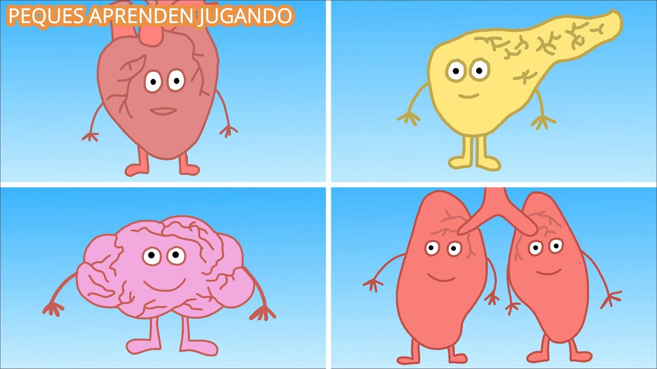 Los órganos del cuerpo y sus funciones para niños Video con dibujos de PequesAprendenJugando