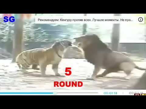 Тигр против Льва победил 🐅 посмотрите