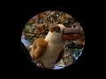 Barney Song Kookaburra Making New Friends