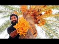 MUMBAI VLOG #1 | DATES PALM TREE CLIMBING | ഈന്തപ്പന കയറാൻ ആളെ ആവശ്യമുണ