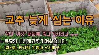 고추농사 고추모종 늦게 심는 이유? 고추를 심으려고 육묘장에서 잘자란 고추모종을 가져왔습니다.