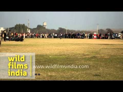 Indians race dogs for entertainment: fair sport or animal cruelty?