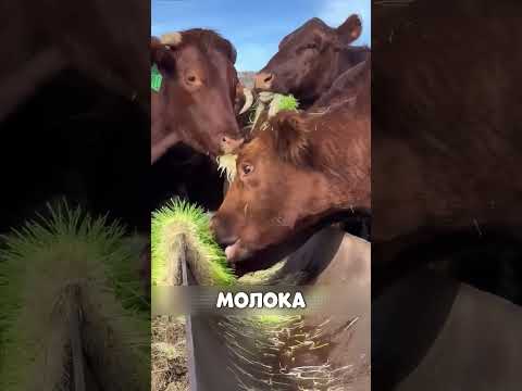 АНДРЕЙ разбогател на корме зимой 😮🔥🌾