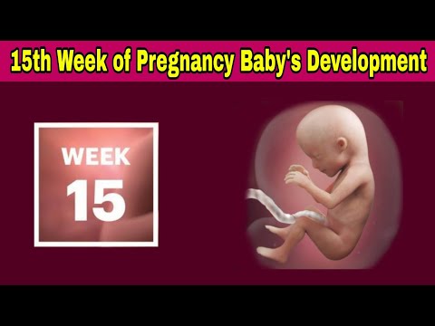 15th Week of Pregnancy Symptoms, Changes & Baby Development | 15th Week of Pregnancy in telugu
