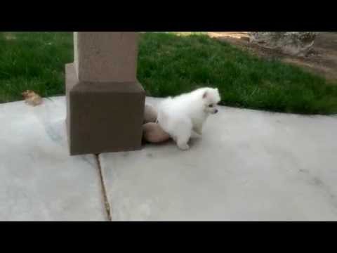 Risha x Leo puppy born 3/3/15 - 6 1/2 weeks