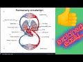 Pulmonary Circulation Explained Easily