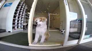 preview picture of video 'ゼロダテ秋田犬　お名前募集中 akitainu plz gimme my name'