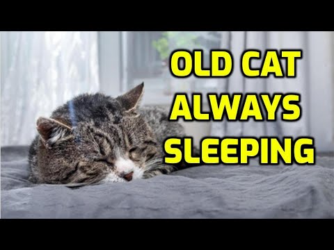 Why Do Older Cats Sleep All The Time?