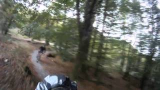 preview picture of video 'Coed Y brenin singletrack trails. Summery Edit. Dept 26. GoPro HD'