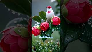 Download lagu GOOD AFTERNOON video mp3 Download lagu GOOD AFTERNOON video mp3