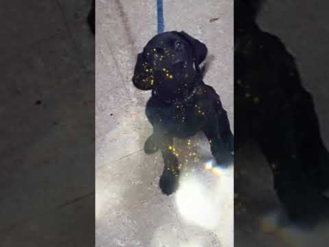 cute Ruby the labrador cute pics dog tiktok video tamil #shorts #labrador #dogtiktok #dogtrending