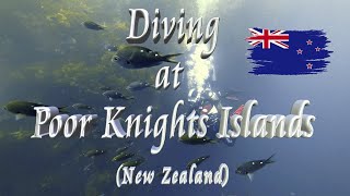 🤿 Diving at Poor Knights Islands 🐠