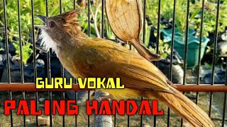Download lagu Masteran Handal Cucak Jenggot Isian Gereja Buangan Ngepik MANTAP!! mp3