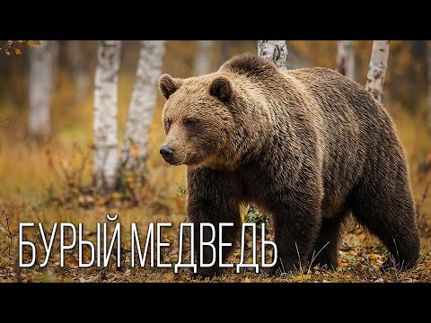 Бурый Медведь: Косолапый Хозяин Тайги | Интересные факты про медведей