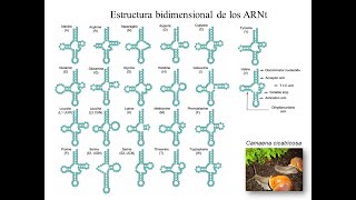 Traducción: Código genético, tRNAs, hipótesis del balanceo, aminoacil tRNA sintetasas.