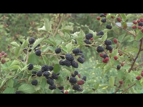 Đubrenje kupina – Organska, mineralna i folijarna đubriva