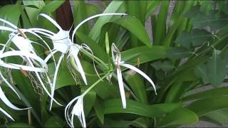 preview picture of video 'Flower blossoms in Real time at my garden in Cyprus'