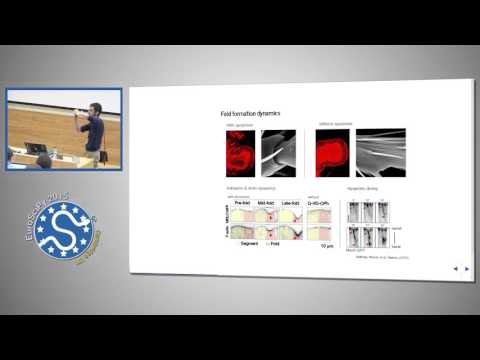 Modeling Living Tissues with Python An Ongoing Project | EuroSciPy 2015 | Guillaume Gay