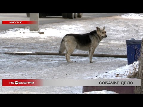 Бездомные собаки держат в страхе жителей предместья Рабочего в Иркутске