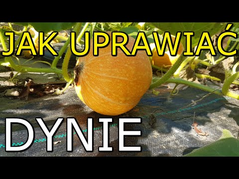 , title : 'Jak uprawiać Dynię | Uprawa Dyni KROK po KROKU'