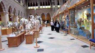 preview picture of video 'Museum of Natural History, Oxford University'