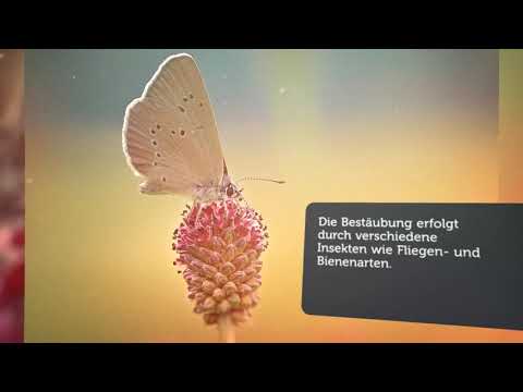 Blume des Jahres 2021