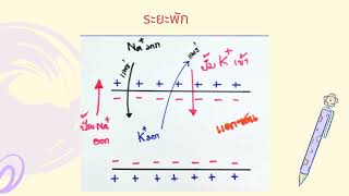 Teaser ระบบประสาทของคนและสัตว์