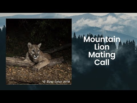 Mountain Lion Calling For Mate