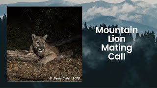 Mountain Lion Mating Call In Angeles National Forest