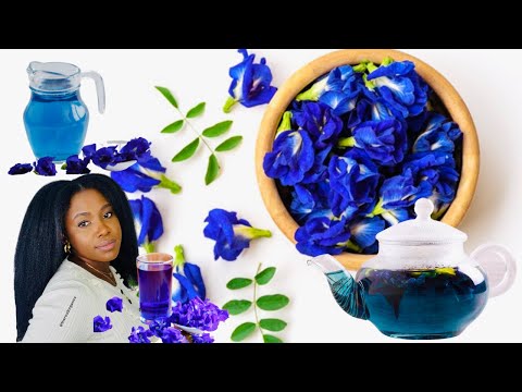 🌿#211. LE THÉ BLEU EST UN MIRACLE POUR TOUT! POUSSE | SANTÉ DU CORPS | BLUE BUTTERFLY PEA FLOWER |