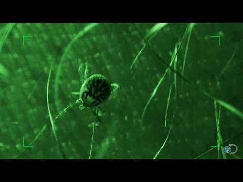 Ticks Crawl All Over Matt | Dude, You're Screwed