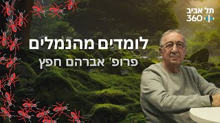 לומדים מהנמלים | טבע הסביבה