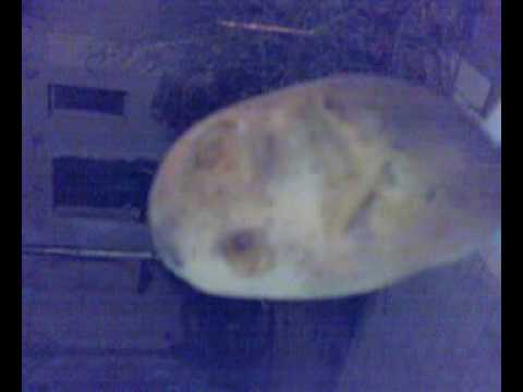 Emiliano Papa en la Seleccion Argentina