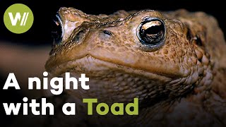 Smart Toad hunts at night and funnily catches its prey with its long tongue