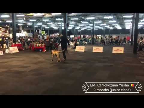 Junior Tosa Inu Yokozuna Yusha