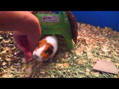 How to get your guinea pig to come to you